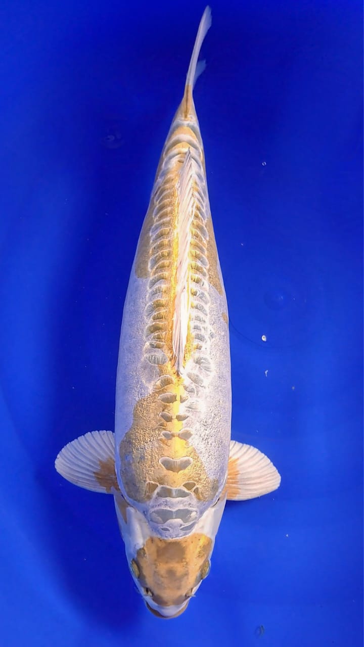 Maruten Doitsu