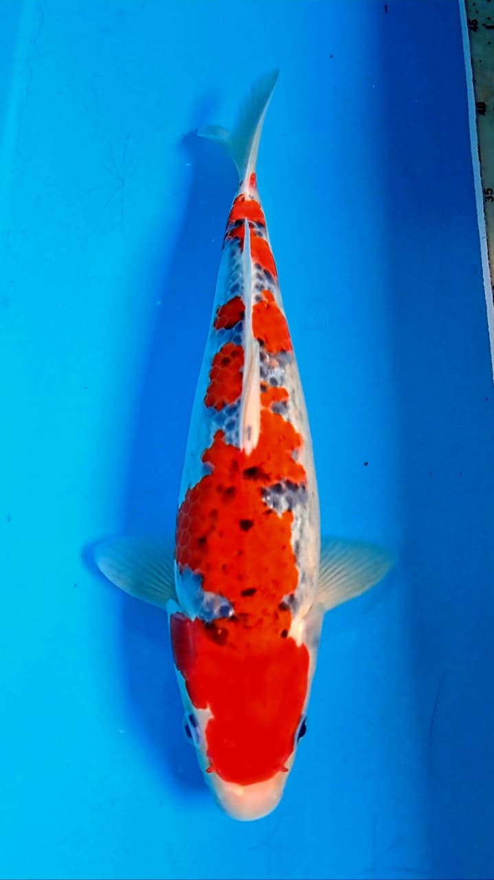 Goshiki
