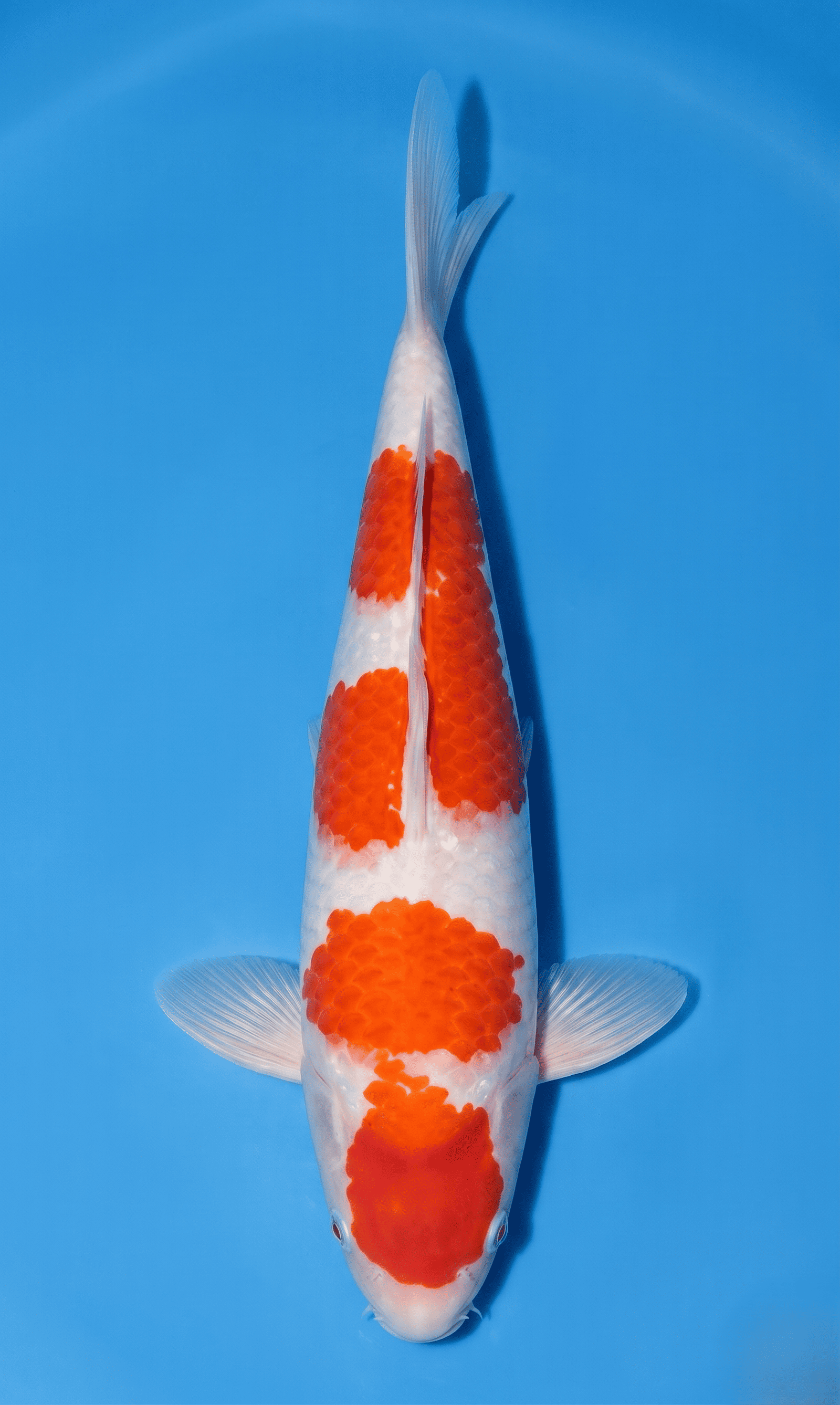 Kohaku